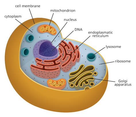 parts of the cell quizlet|match the functions to correct cell parts.